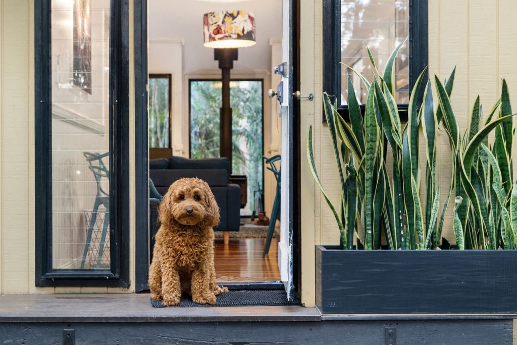 Pet Friendly Accommodation tamborine mountain